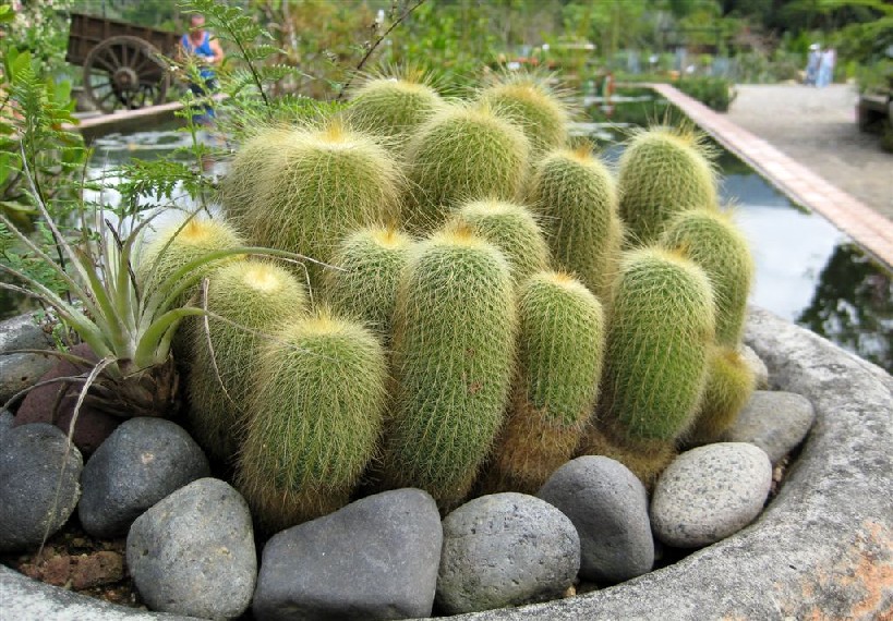 http://www.discoveryvallarta.com/botanical-Gardens-Vallarta-benoit%2033a.jpg