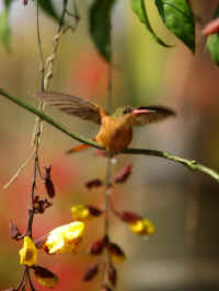 puerto vallarta birding tour - nature photo thanks to Jesus Reyes