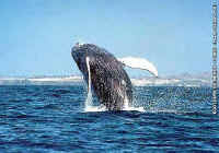 whale watching photo thanks to EcoTours de Mexico