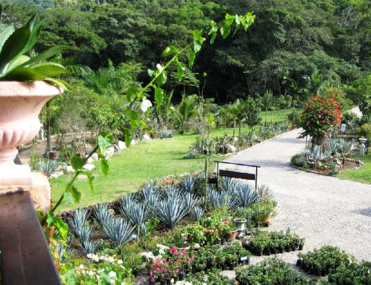 http://www.discoveryvallarta.com/gay-puerto-vallarta-natural-wonders-Garden%20NaturePhotography%202009r.jpg
