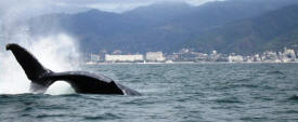 nature in puerto vallarta with humpback whales