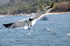 seagull following the Boana cruise past los Arcos nature reserve