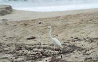 natural attractions in San Pancho (San Francisco), Nayarit