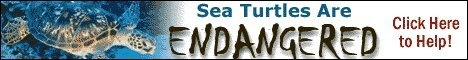 sea turtles are endangered species - please help