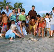 sea turtle release tortugas puerto vallarta mexico